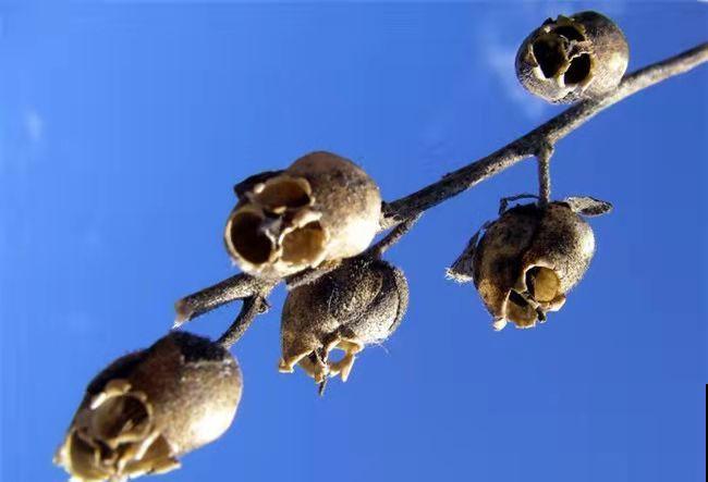 8种花特“尊贵”,一般人见不到,全见过的人太少 8种花特“尊贵”,一般人见不到,全见过的人太少