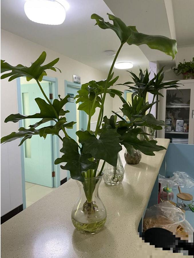 屋里养5种花，净化空气效果好，还特湿润