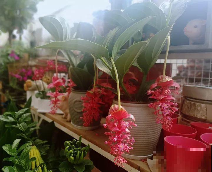 1种花叫“宝莲灯”，优雅大气富丽堂皇，妥妥的“镇店之宝”