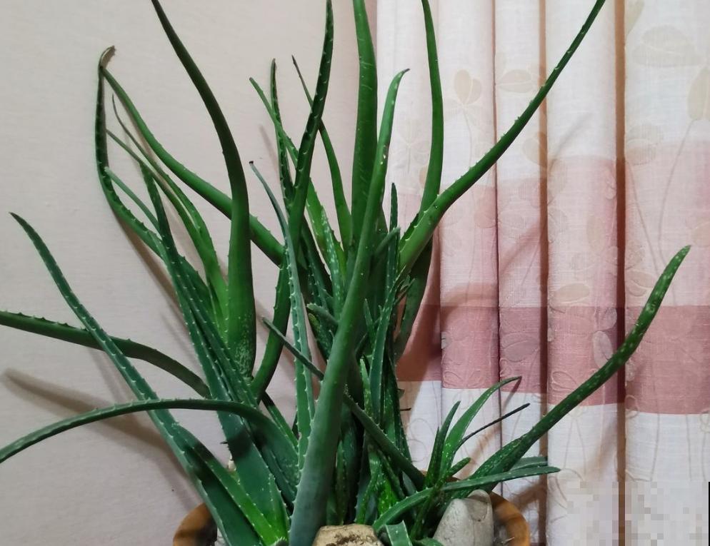 卧室就养这5种“催眠花”，一觉睡到大天亮，人养花花更养人