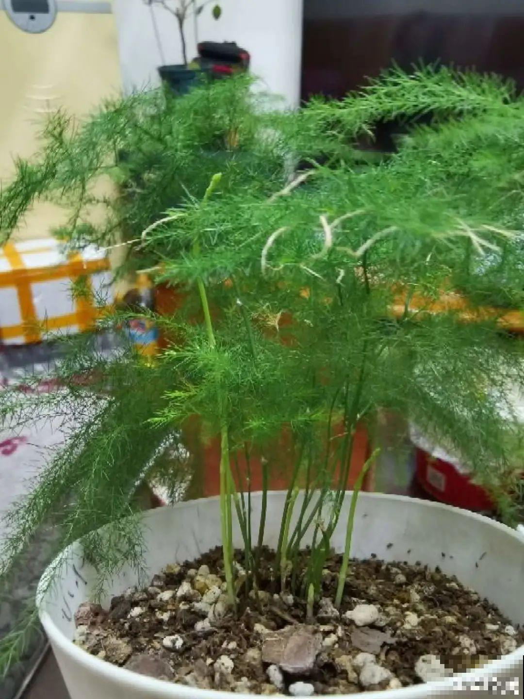 7种花有个小机关，找对位置打开它，新芽爆满盆