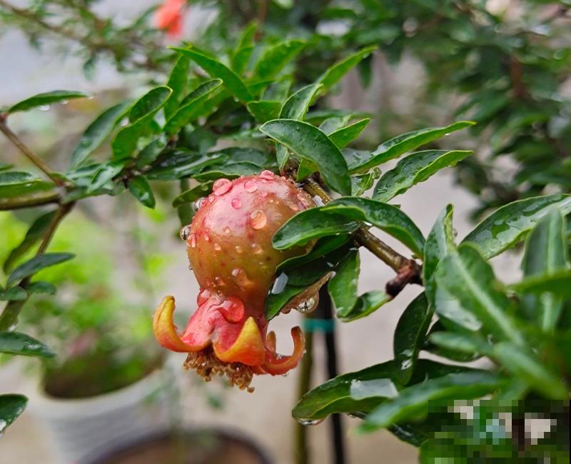 庭院里种什么果树比较好？这5种好吃又旺宅，果香满园甜到爆