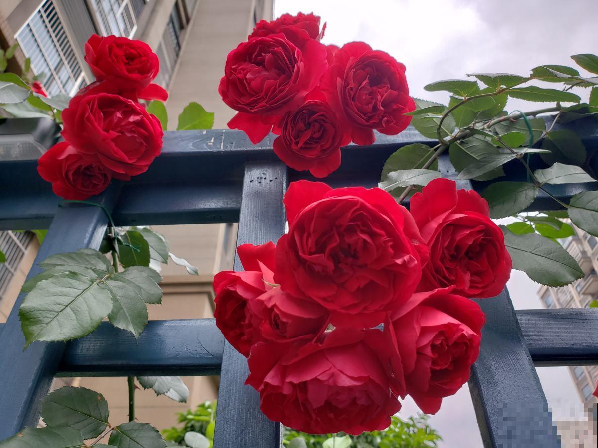 想要做花柱花墙，推荐7种藤本月季，值得拥有