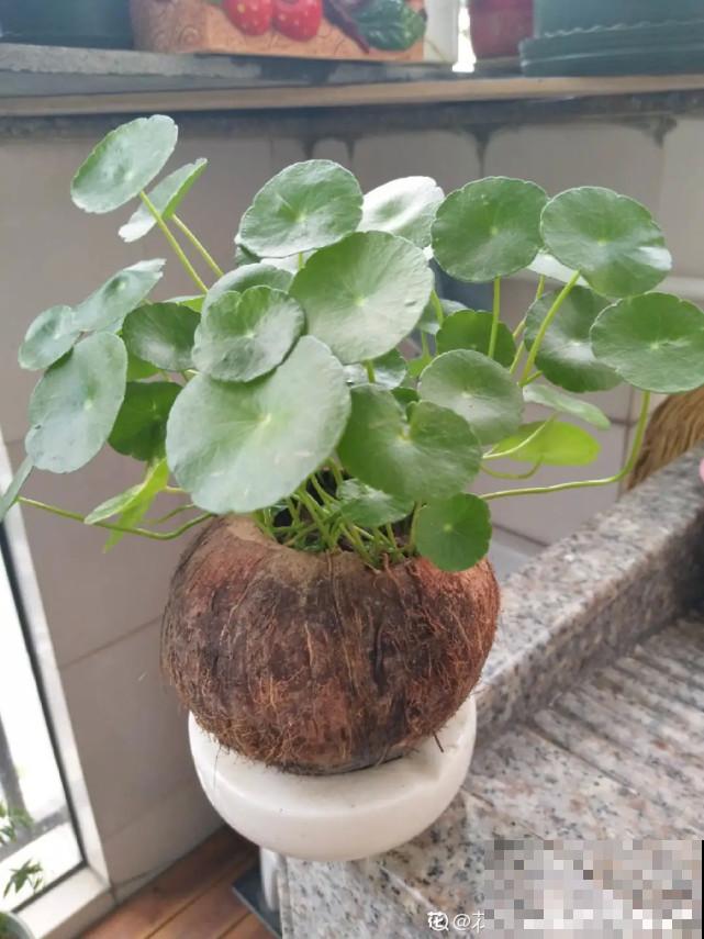 家里的“垃圾”留下，拿来养花效果好，颜值超高