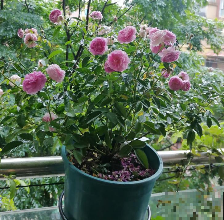 爱养花的男人,性格一定不会太差,找他准没错 爱养花的男人,性格一定不会太差,找他准没错