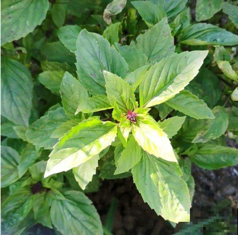 6种盆栽能吃,掐掉一节很快冒新芽,味道芳香营养丰富 6种盆栽能吃,掐掉一节很快冒新芽,味道芳香营养丰富