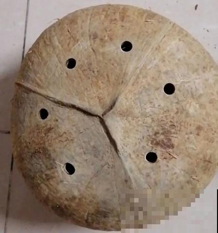 家里的“垃圾”留下，拿来养花效果好，颜值超高