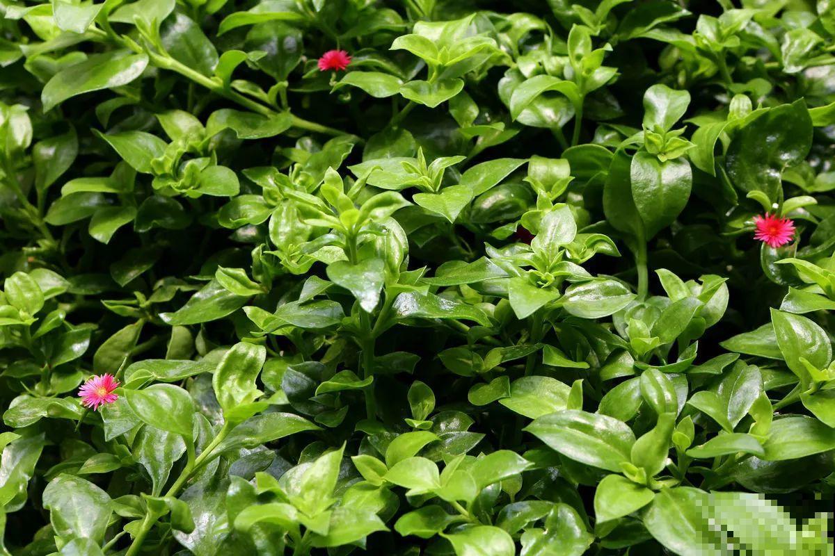 4种花农村很常见,如今城里十几块钱一把,贵得离谱 4种花农村很常见,如今城里十几块钱一把,贵得离谱