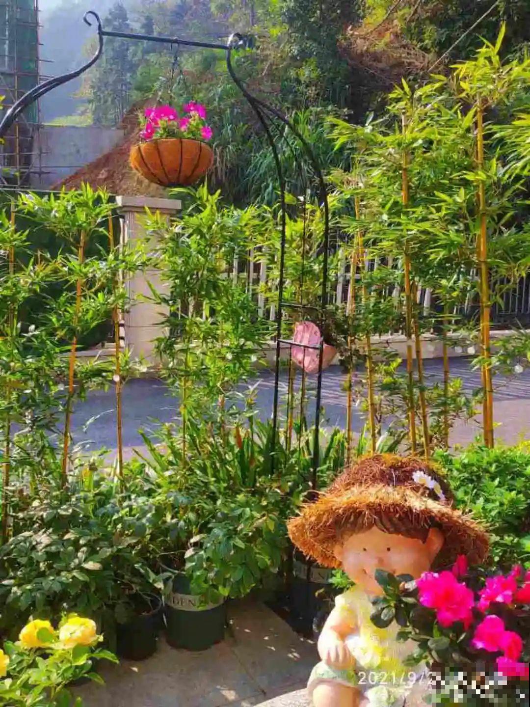 带着父母回农村，把老院子种满花，过简单生活