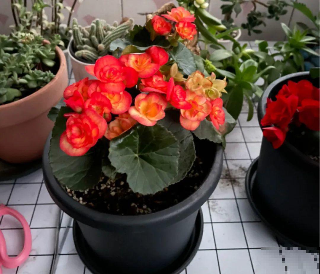 秋冬养盆丽格海棠,花朵像牡丹,有金玉满堂好兆头 秋冬养盆丽格海棠,花朵像牡丹,有金玉满堂好兆头