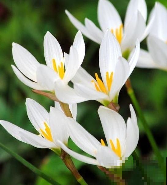 秋天常见的60种花，最全花卉图谱，收藏起来慢慢看