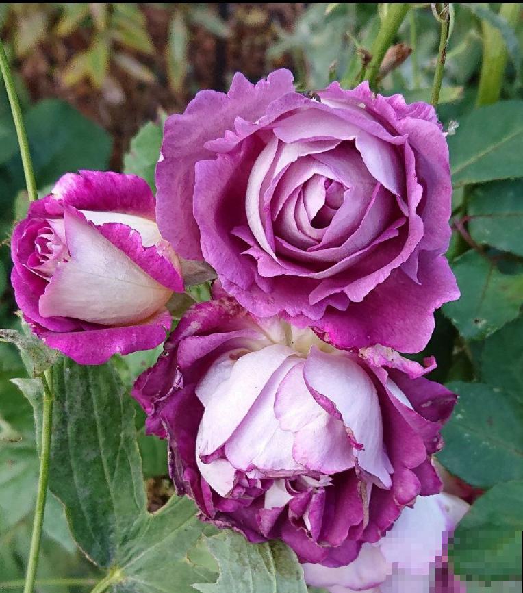 我养过的10种灌木月季，家里阳台就能养好，秒变小花园