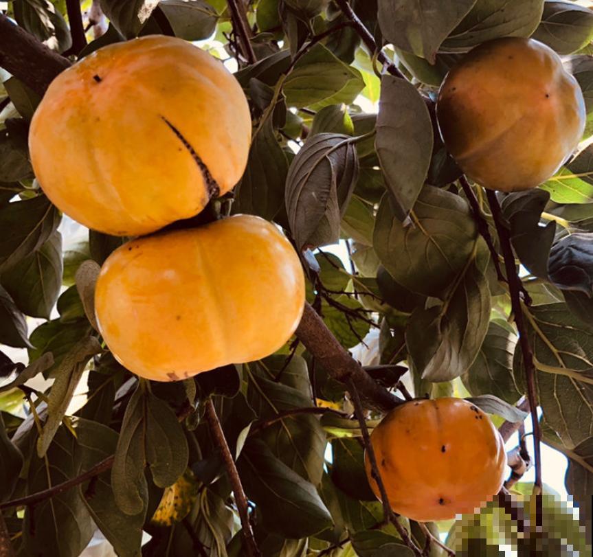 拥有一颗柿子树,满树挂满“小灯笼”,日子红火又吉祥 拥有一颗柿子树,满树挂满“小灯笼”,日子红火又吉祥