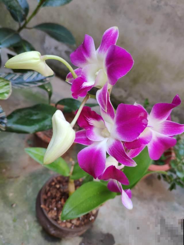 年底养盆石斛兰,养人养身心,堪称“家庭小药箱” 年底养盆石斛兰,养人养身心,堪称“家庭小药箱”