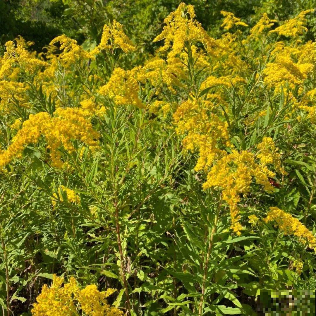 5种花长太快，容易泛滥成灾，千万别随便丢弃