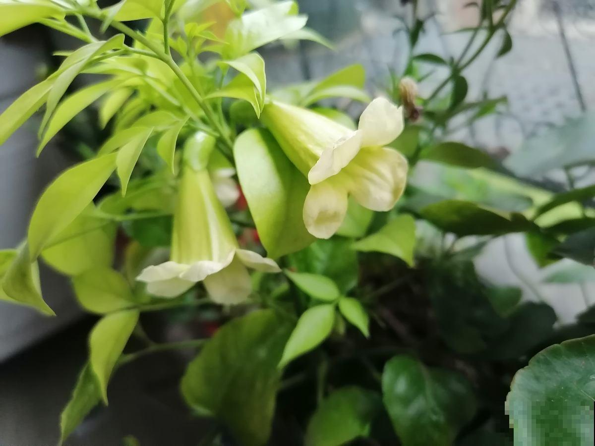 既能“招财运”，又健康的4种植物，适合新手养