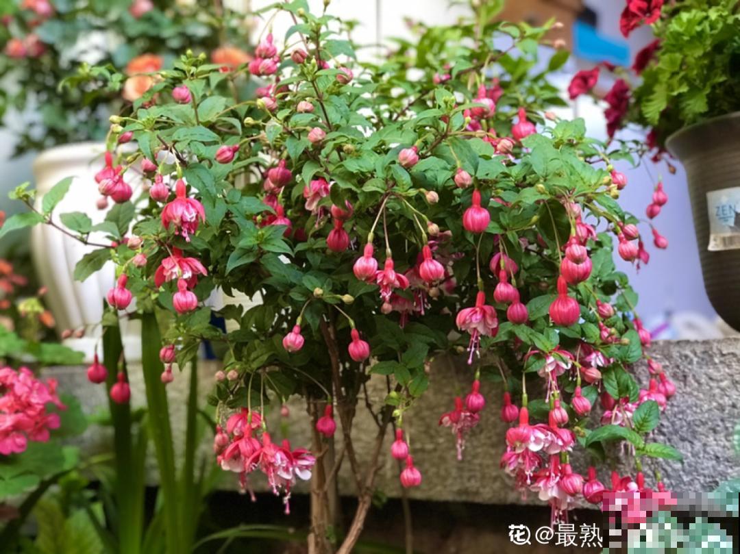 养花一直不开花,给他套个黑塑料袋,花苞呼呼冒 养花一直不开花,给他套个黑塑料袋,花苞呼呼冒