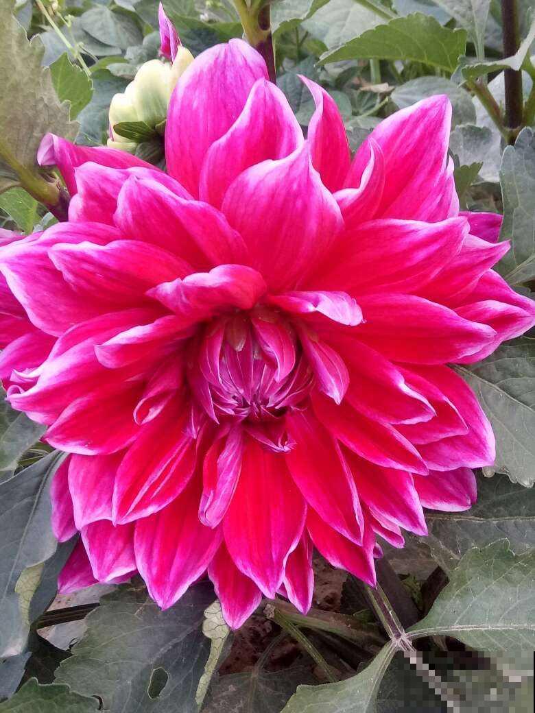 只是在家养了盆大丽花，开花竟然比牡丹还美，惹得邻居直称赞