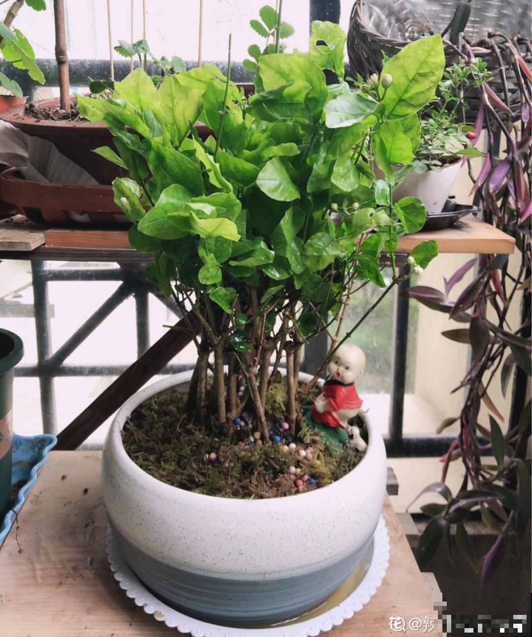 自制养花杀虫水，现在给花喷一喷，3天见效