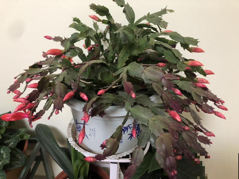 蟹爪兰扦插,竟然靠一把梳子就可以 蟹爪兰扦插,竟然靠一把梳子就可以