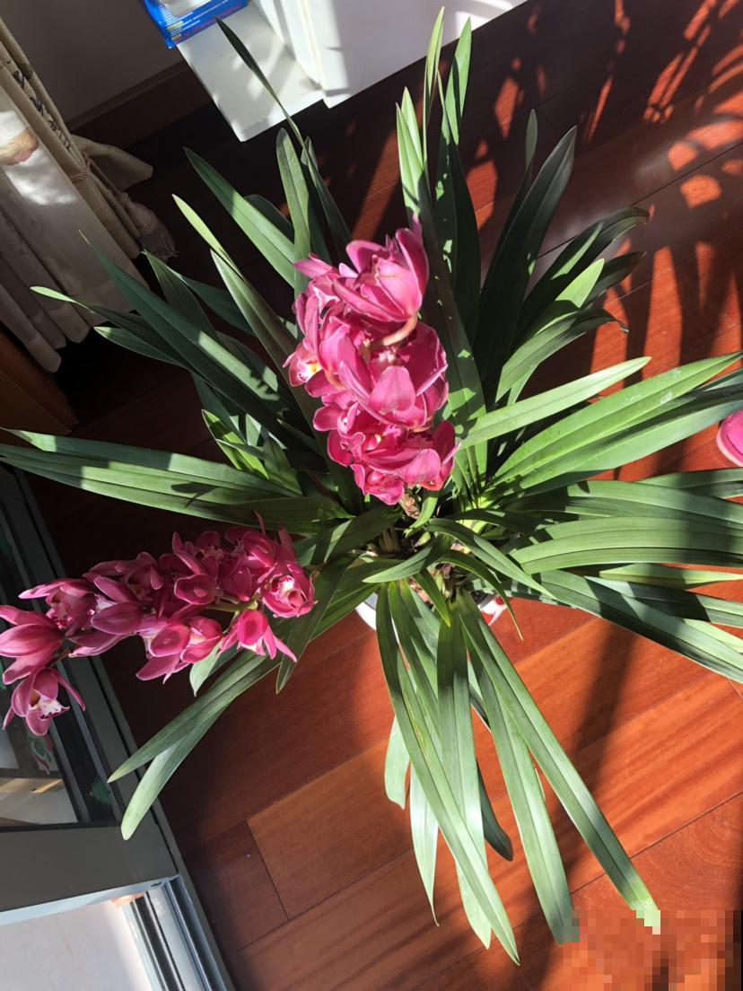 养大花蕙兰记住“两勤一懒”，年年爆盆，有“花开富贵”好兆头