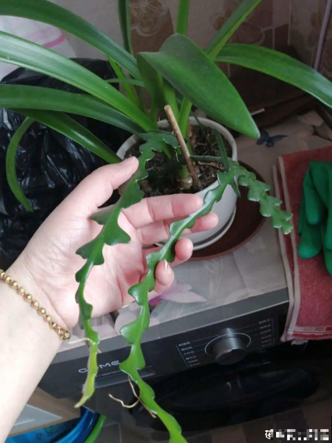 1种花就爱夜里开，养好能开上百朵花，满屋清香真过瘾