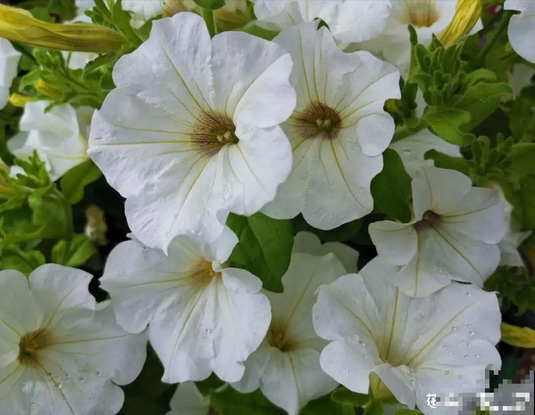 入秋一盆水,休眠的花“醒了”,猛长大花苞 入秋一盆水,休眠的花“醒了”,猛长大花苞