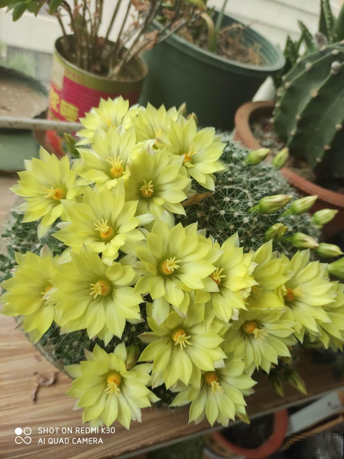 懒人也能养好的仙人球,开的花比长寿花还多,美观好看 懒人也能养好的仙人球,开的花比长寿花还多,美观好看