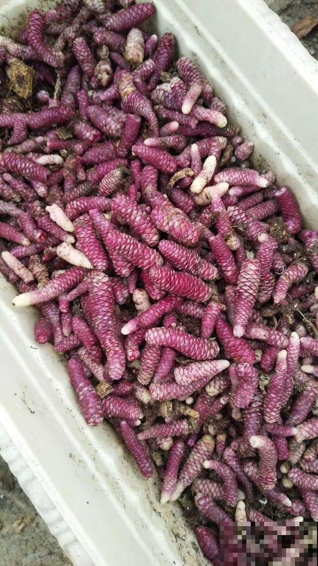 长筒花是“室内花量王者”，没光也能开爆盆，阳台党福音