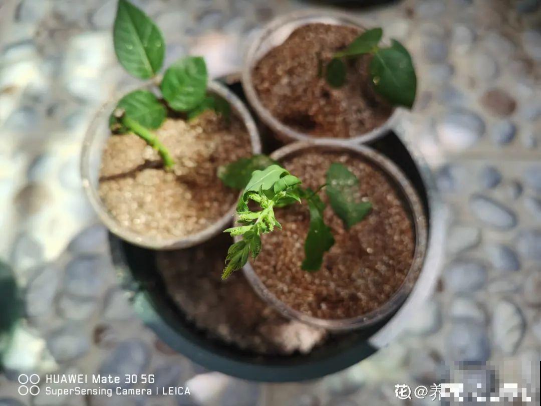 现在扦插8种花，生根快长得旺，冬春季节就开花