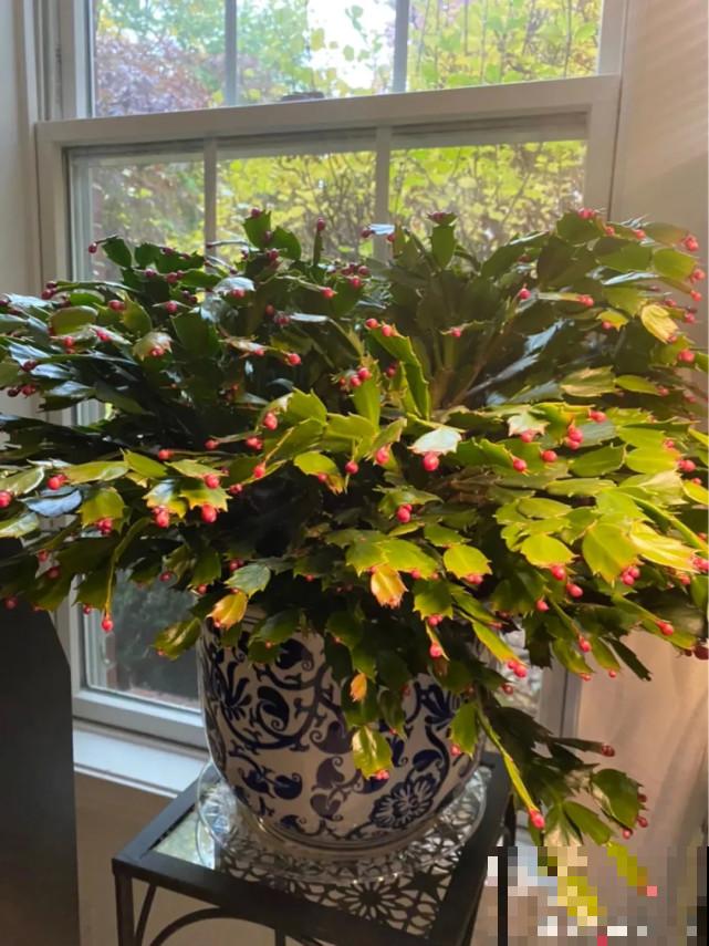 蟹爪兰“睡醒了”，给花施点肥，花苞呼呼冒