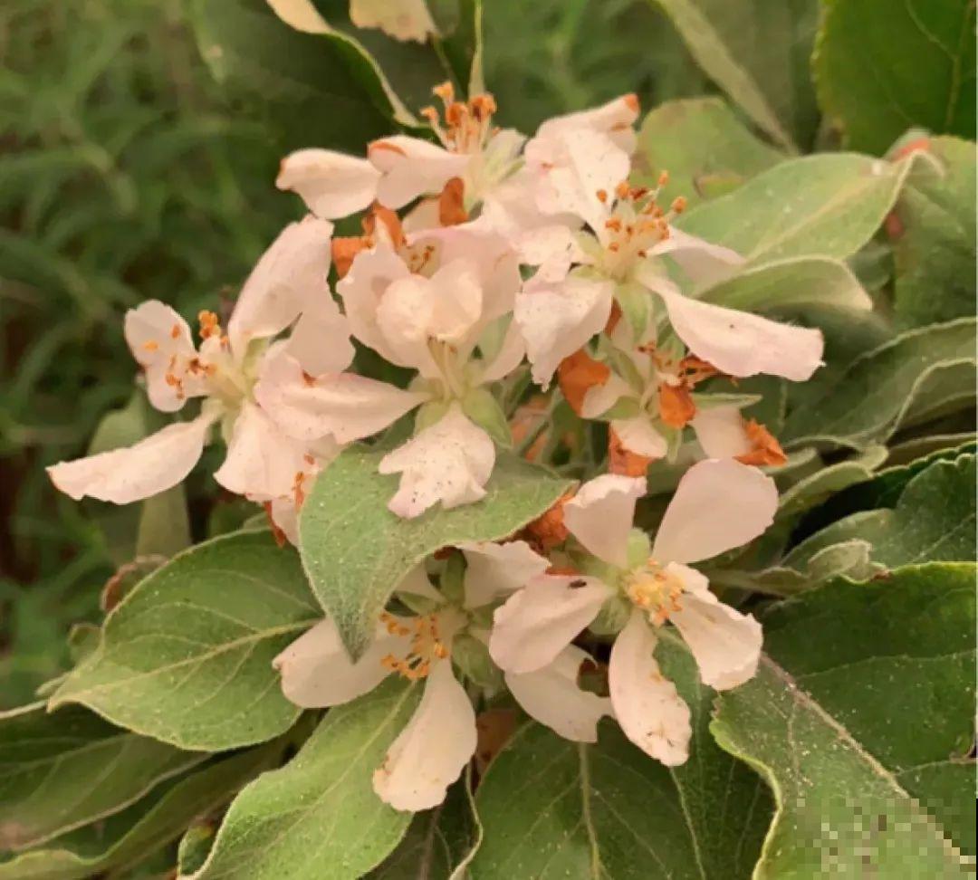 家里养8种“守家树”，红红火火特别旺运，镇宅好福气