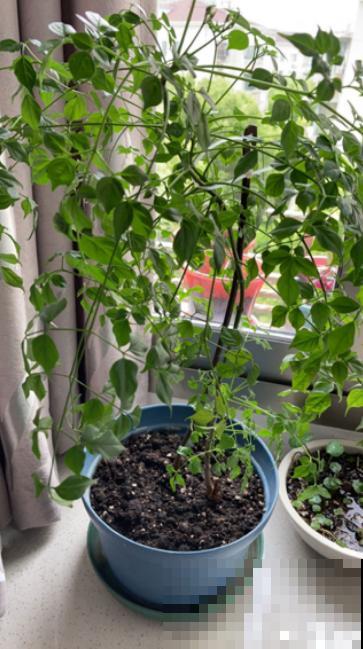 幸福树叶子哗哗掉,再不管,最后掉成“光杆司令” 幸福树叶子哗哗掉,再不管,最后掉成“光杆司令”