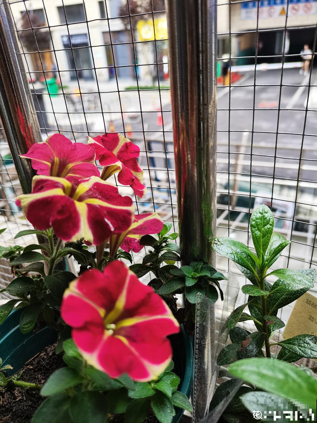 9种花,适合在阳台养,阳台全年开满花,小阳台变“花海” 9种花,适合在阳台养,阳台全年开满花,小阳台变“花海”