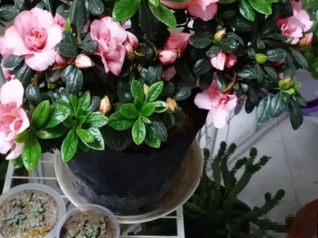 10种“怕晒花”，越晒死越快，半阴地儿反倒长得旺