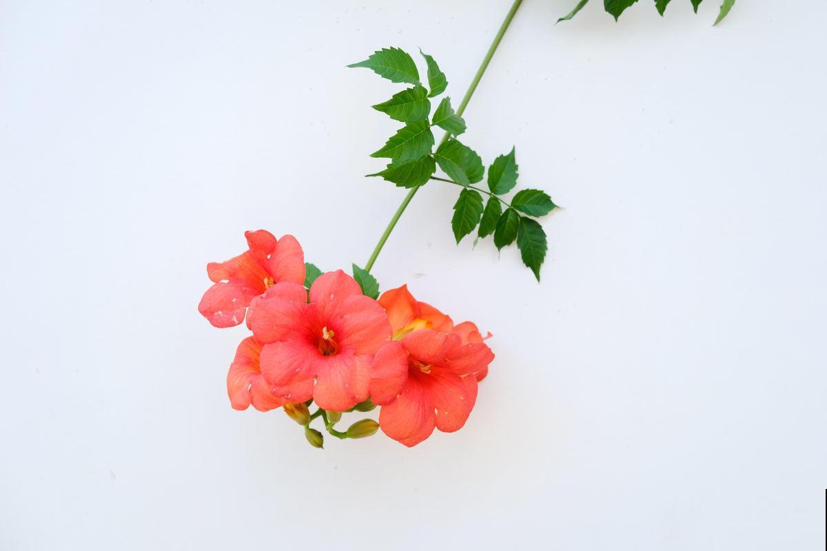 院子里养了一棵花,差点惹出大麻烦,还好邻居给烧光了 院子里养了一棵花,差点惹出大麻烦,还好邻居给烧光了