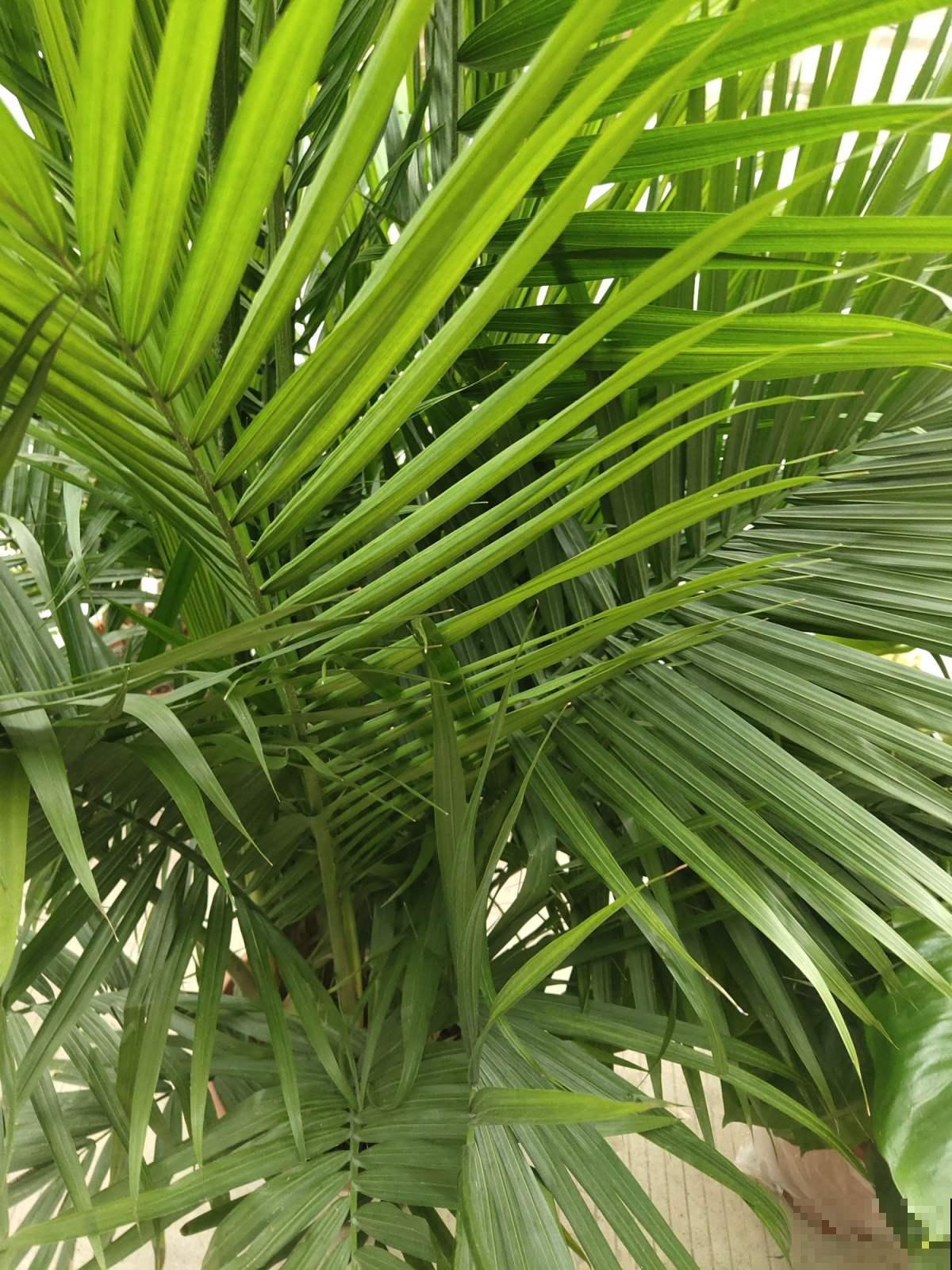 5种“气质绿植”，气质好有品味，还能增强室内层次感