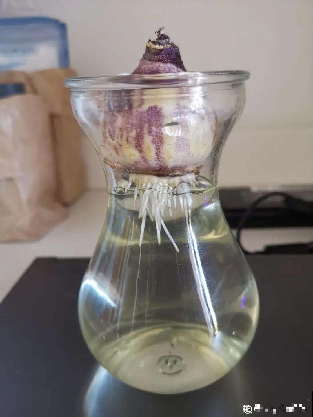 买茶花也要注意“坑”，注意5要点，叶子挺立有精神