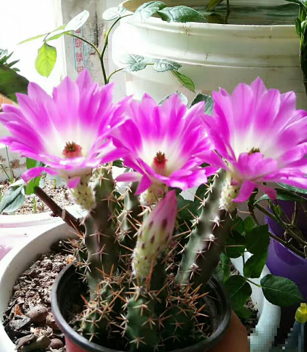 冬天植物积水烂根怎么办？锥形垫片是神器，每盆花都应该放一个