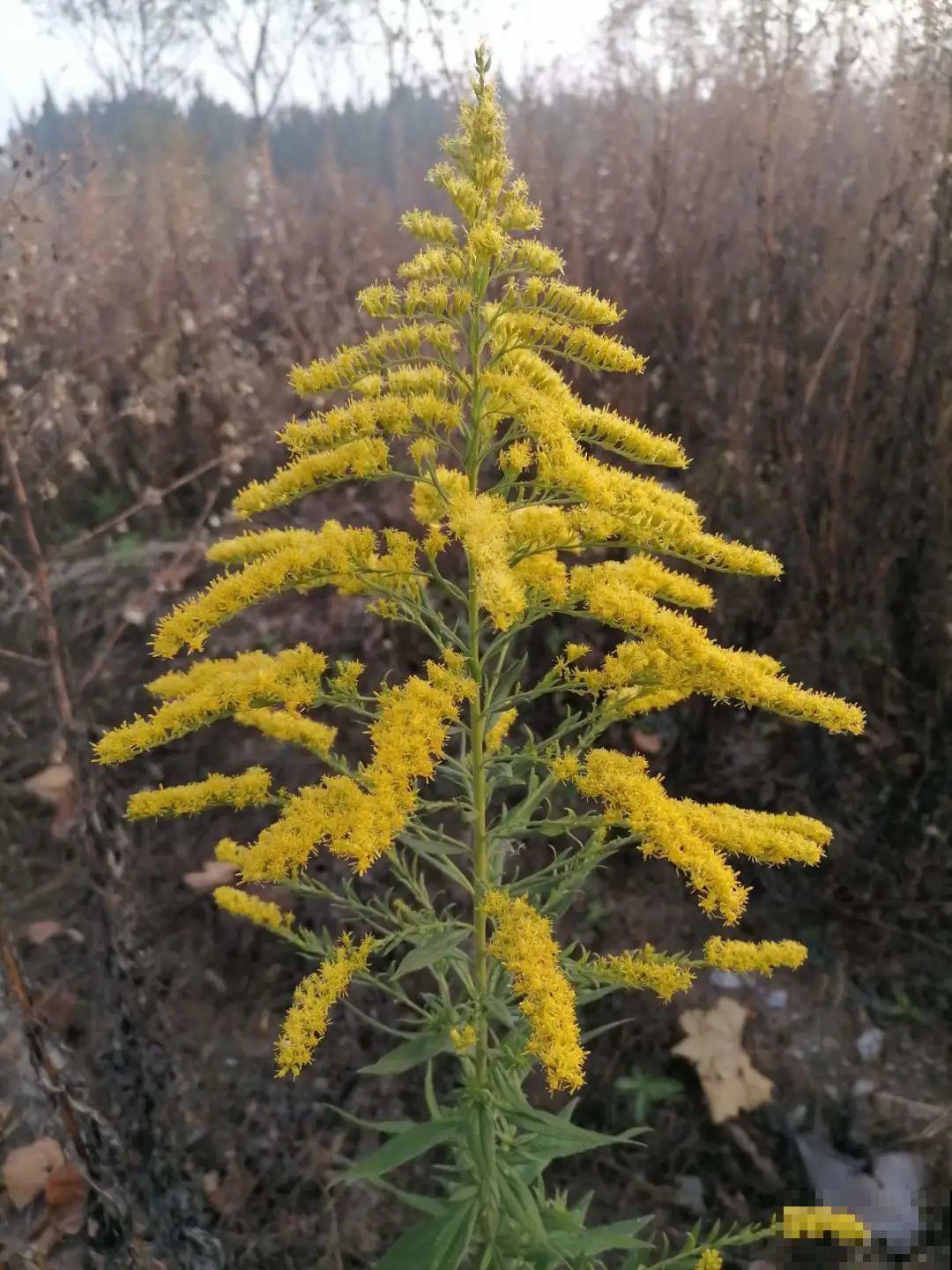 河南等地遭“恶魔之花”入侵，看到之后赶紧报告，不然会有大麻烦