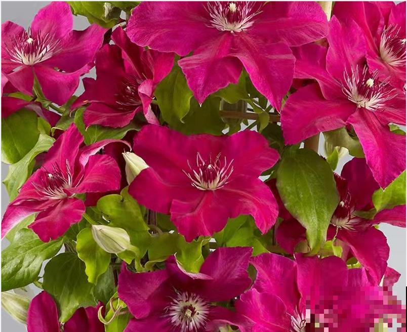 藤本植物的颜值王者,开花成瀑布,-20度冻不死! 藤本植物的颜值王者,开花成瀑布,-20度冻不死!