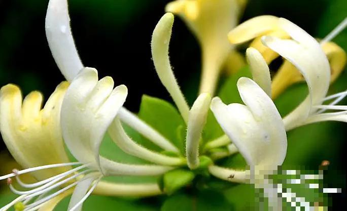 8年养花生涯,让我找到植物的“财富密码”,4种花“越养越赚钱” 8年养花生涯,让我找到植物的“财富密码”,4种花“越养越赚钱”