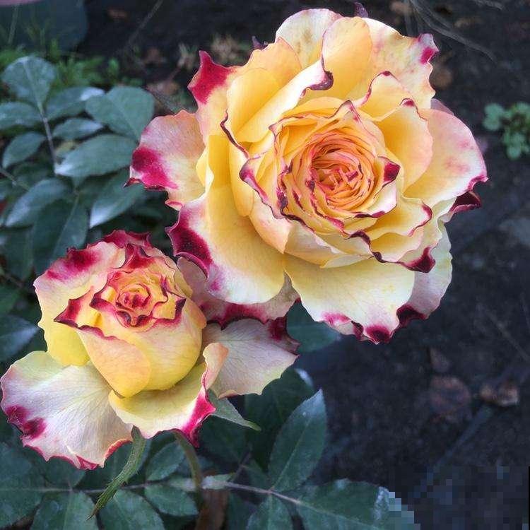 冬季给月季剪一刀，来年笋芽长更多，花苞呼呼冒