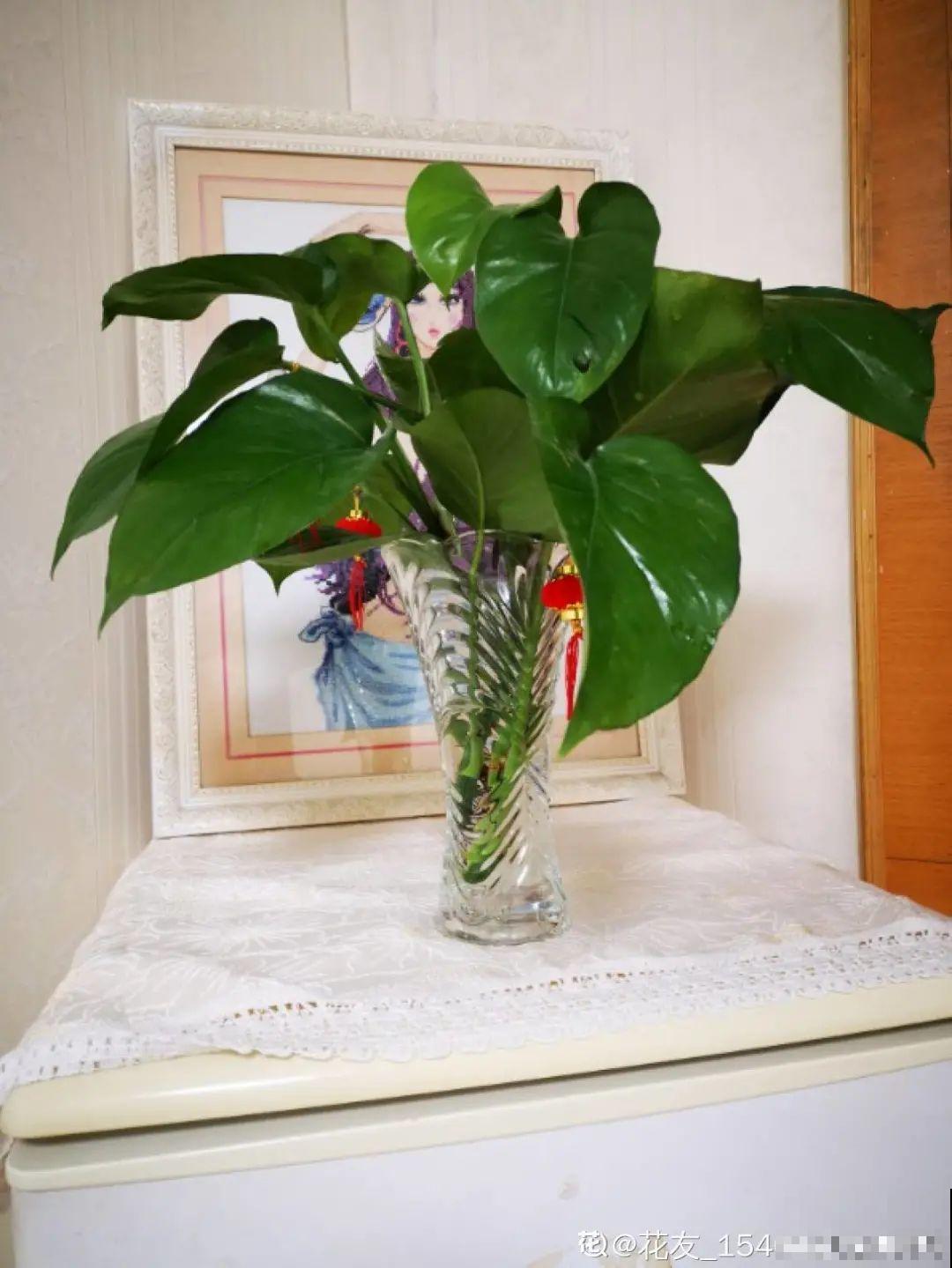 新房装修完，养盆“天然净化器”，净化空气身体棒