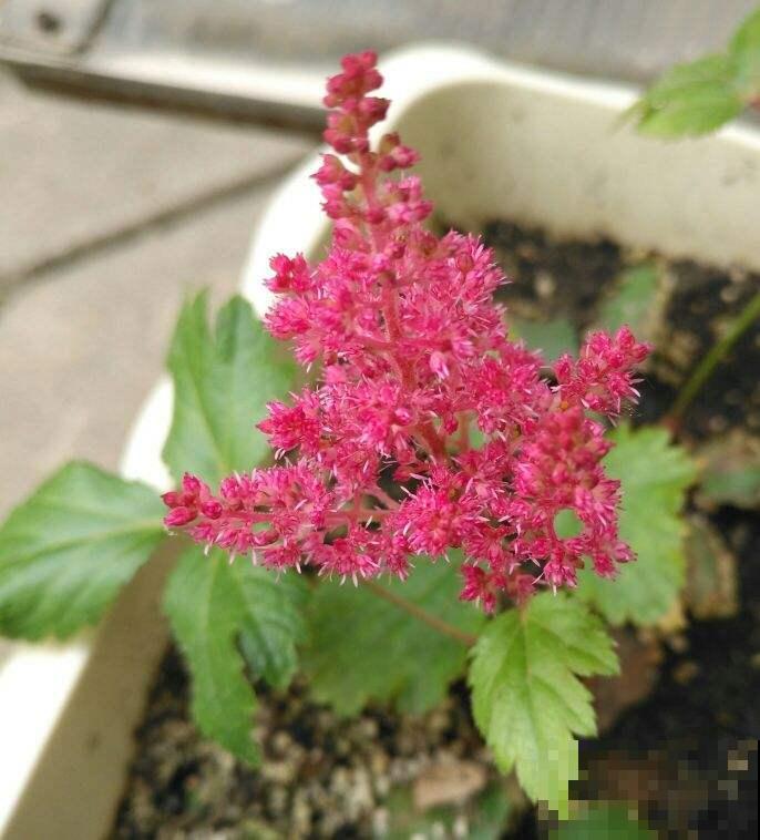 这5种花冬天不能养,别盲目跟风,来年春天才是它的生长期 这5种花冬天不能养,别盲目跟风,来年春天才是它的生长期