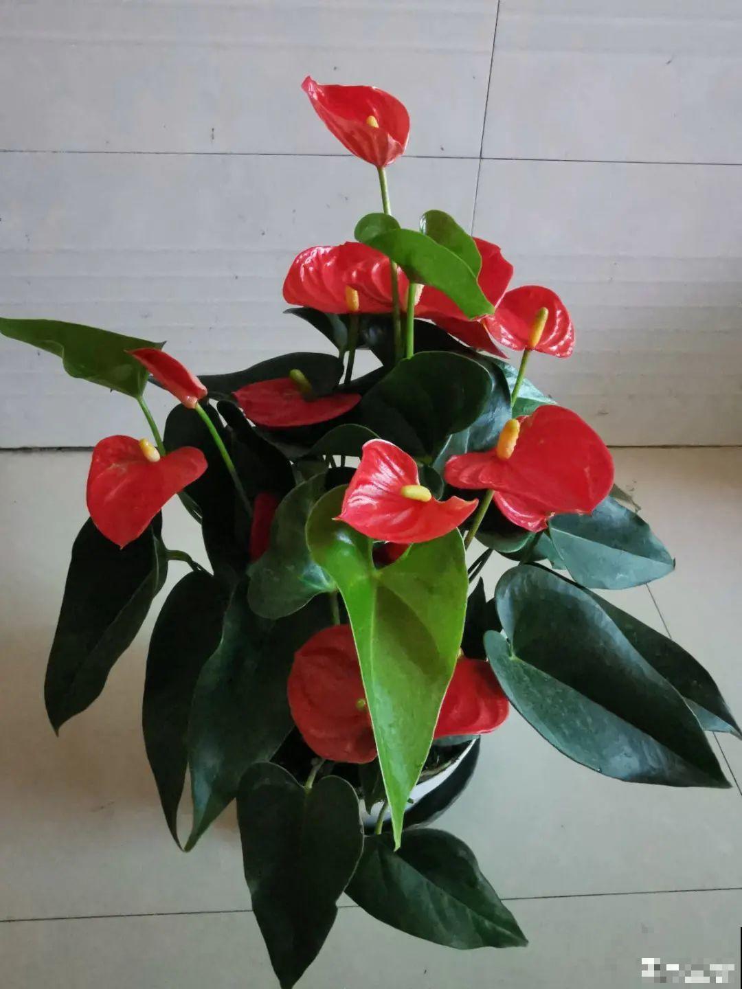 10种“怕晒花”，越晒死越快，半阴地儿反倒长得旺