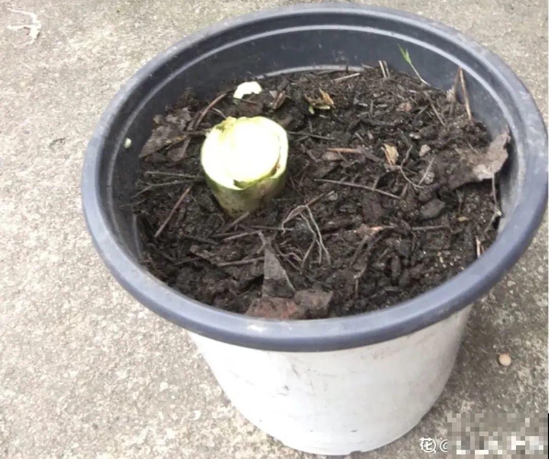 10种花，冬天别喷水，越喷越烂叶，变成光杆特丑