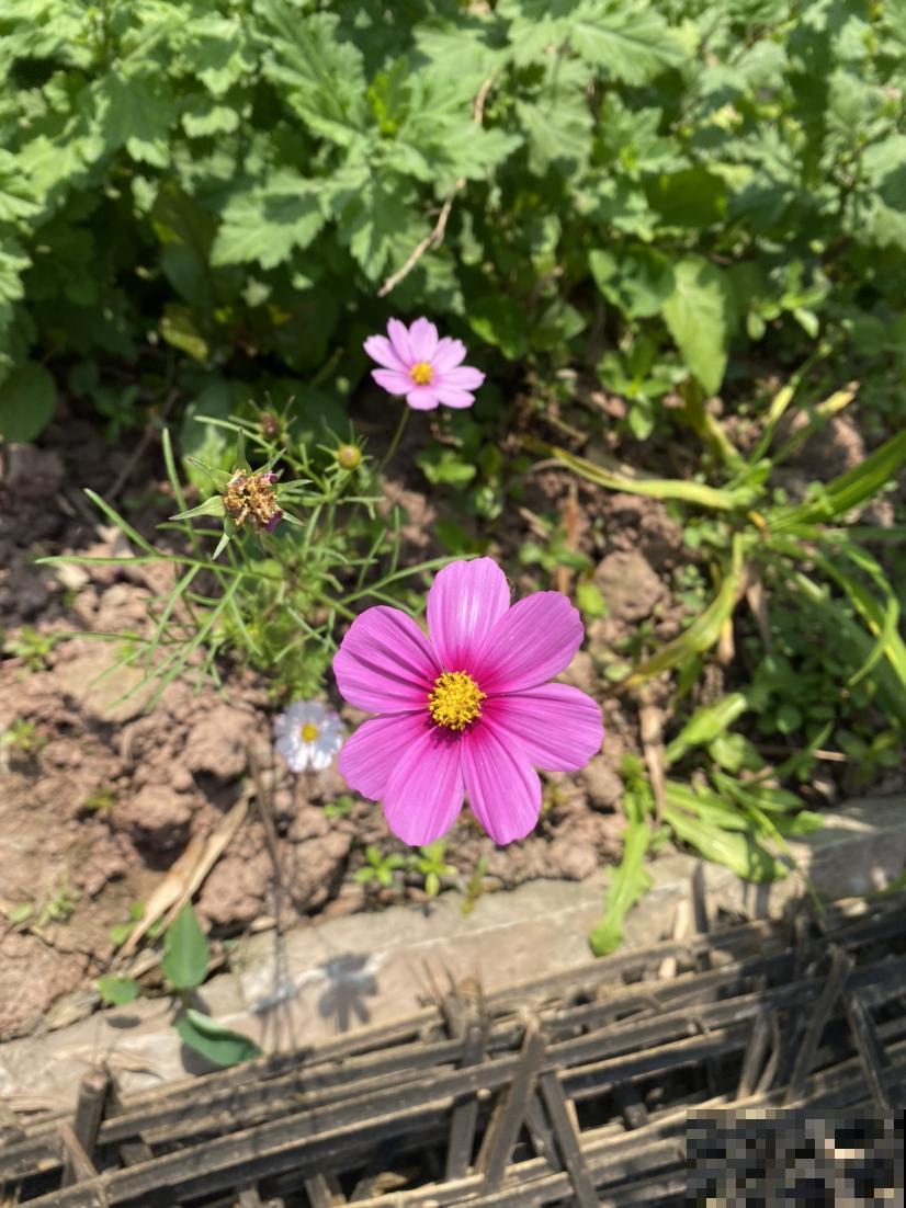 父母非要去乡下养花,拦都拦不住,两个月后却吵着要回家 父母非要去乡下养花,拦都拦不住,两个月后却吵着要回家