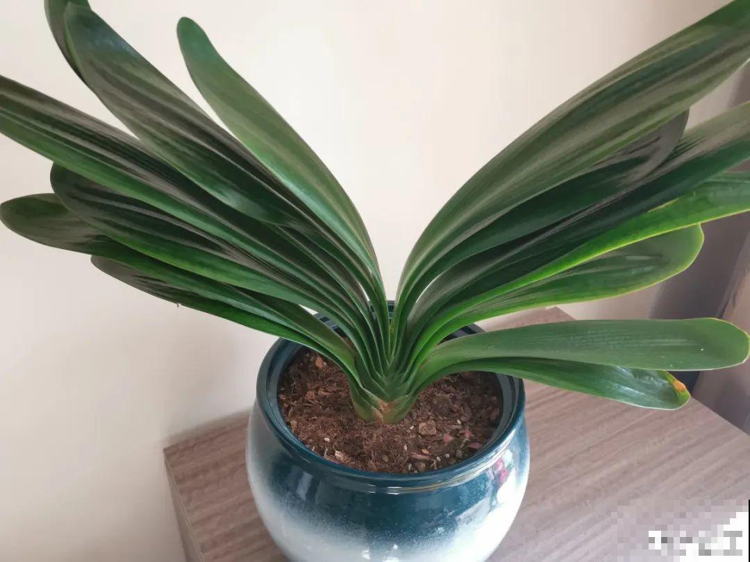 不良商贩真缺德，高价卖假货，不少人都上当