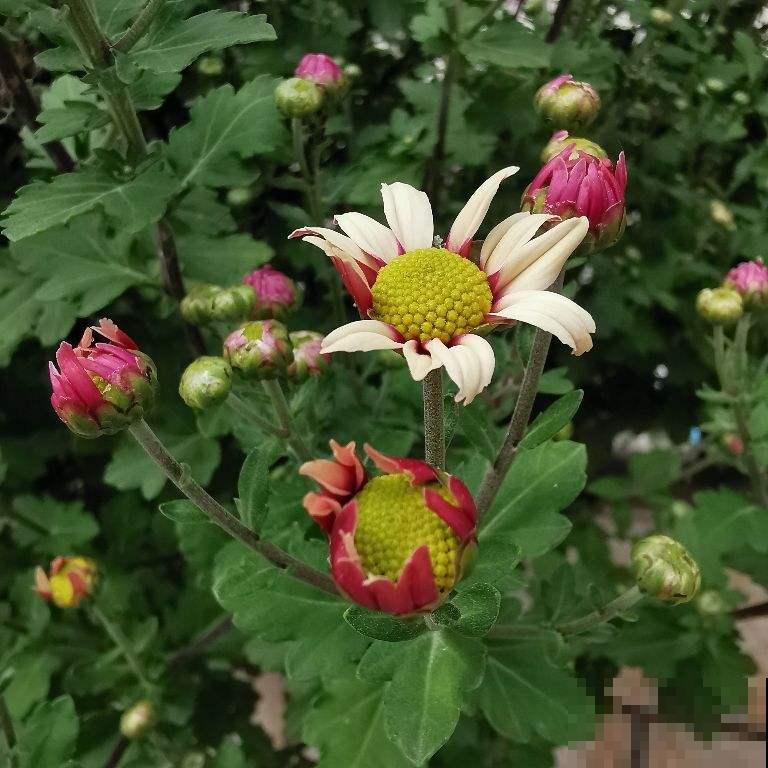 土壤硬得像“土疙瘩”，学会2个“小妙招”，土松软像“发糕”